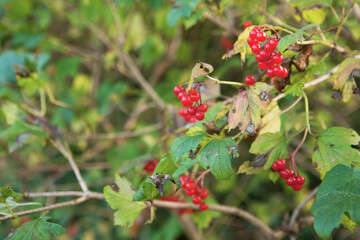 berries of a bush