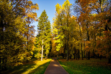 autumn in the park