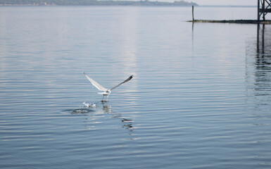 seagull low over water