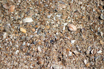 shell texture background