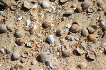 seashells on the beach sand texture background