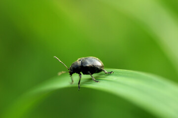 Beetle on the grass close-up.
