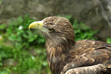 Big beautiful side view of the eagle.