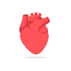 Red anatomical heart. Human head cardiological organ with veins and arteries symbol of life and vector love.