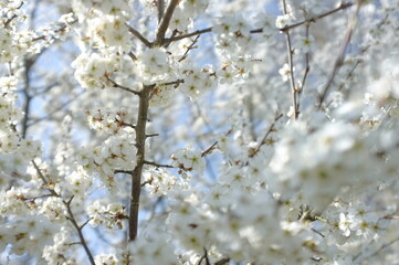 blossom in spring soft background