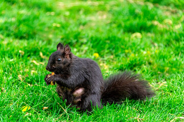 Black Squirrel Eating on a Public Park