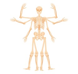 Human skeleton with various gestures. Multiarmed form with stages of raising and lowering arms and legs abstract form of golden vector section.