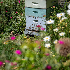 Active bee hive surrounded by colourful wildflowers.