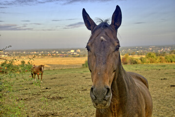 Ein Pferd mit Hintergrund