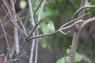 The common chiffchaff (Phylloscopus collybita) in winter plumage, a close-up shot on the branches with black elderberries
