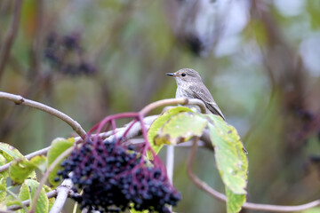 The spotted flycatcher (Muscicapa striata) in winter plumage was shot with a large flycatcher on a branch with black elderberries