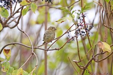 Young European greenfinch or simply the greenfinch (Chloris chloris) sits on a branch surrounded by black elderberries