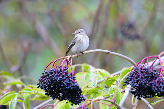 The spotted flycatcher (Muscicapa striata) in winter plumage was shot with a large flycatcher on a branch with black elderberries