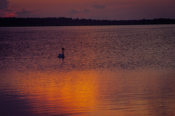 Fototapeta na wymiar Sonnenaufgang am See mit einem Schwan.