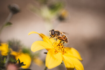 Biene auf gelber Blüte