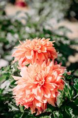 red dahlia flower in garden