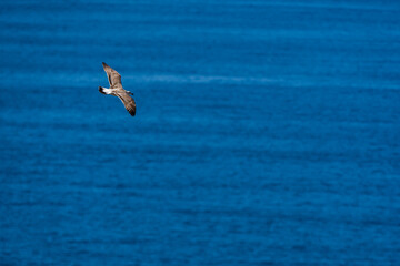 seagull in flight