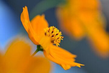 キバナコスモス