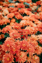 red and yellow chrysanthemum