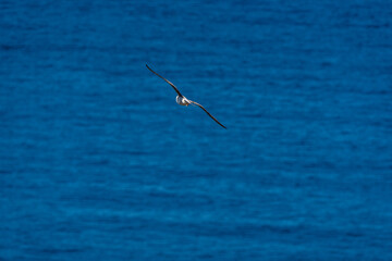 seagull in flight