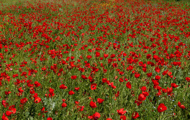 Spring, Field of poppy flowers against the blue sky with clouds. The concept of freshness of morning nature. Spring landscape of wildflowers. Beautiful landscape long banner.