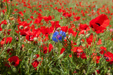 Spring, Field of poppy flowers against the blue sky with clouds. The concept of freshness of morning nature. Spring landscape of wildflowers. Beautiful landscape long banner.