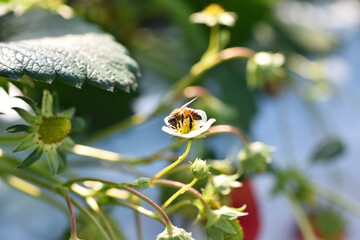 イチゴの花にとまるミツバチ