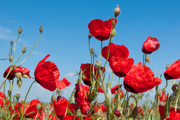 Obraz premium Spring, Field of poppy flowers against the blue sky with clouds. The concept of freshness of morning nature. Spring landscape of wildflowers. Beautiful landscape long banner.