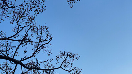 tree and sky