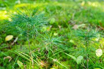 Two-year-old pine shoots in New Hampshire forest