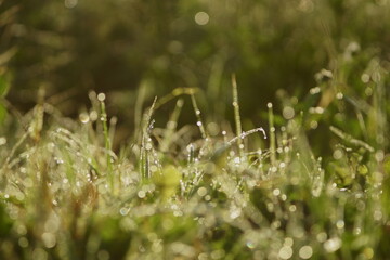 dew drops on grass