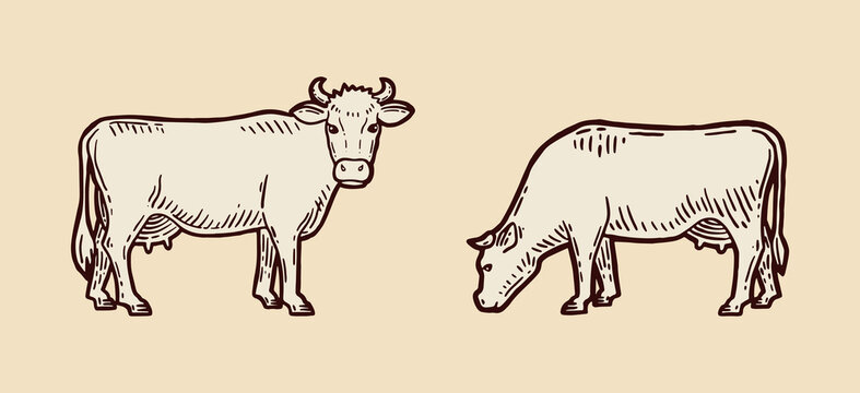 Set of cows. Farm animal. Cow sketch. Hand drawn. Vintage style. Vector illustration.