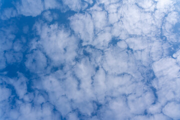 Sheep clouds (cirrocumulus) in a blue sky looks like a thin white patchy carpet, white clouds in nice weather