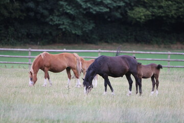 Naklejka na ściany i meble Horses Eating and playing in the field