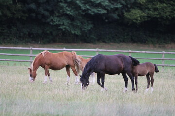 Naklejka na ściany i meble Horses eating and playing in the field