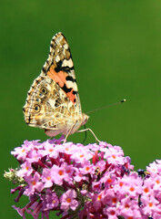 Underside of Red Admiral butterfly wings, Derbyshire England

