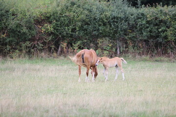 Horses Eating and playing in the field