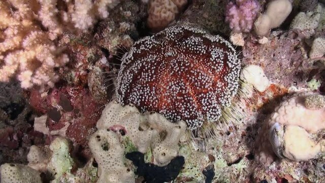 Sea urchin echinus underwater on background marine landscape in Red sea. Swimming in world of colorful beautiful wildlife of reefs and algae. Inhabitants in search of food. Abyssal diving.