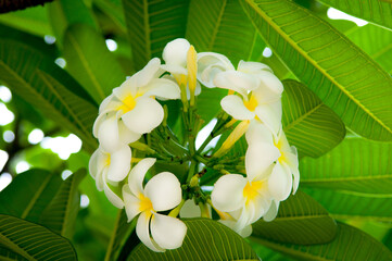 Exotic Tropical Flower White Resort, Travel Vacations Luxury Freshness Maldives Thailand, Indonesia Bora Bora Sri Lanka Bali Dominican Republic as background Jamaica Cuba Hawaii Egypt