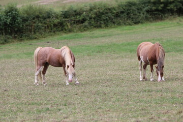 Naklejka na ściany i meble Horses Eating and playing in the field
