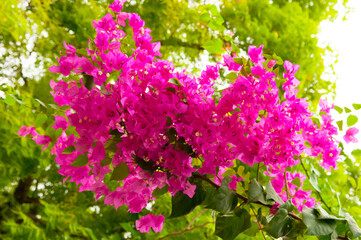 Exotic Tropical Flower White Resort, Travel Vacations Luxury Freshness Maldives Thailand, Indonesia...