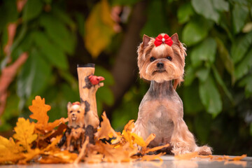 Yorkshire Terrier and cosmos field. Beautiful grooming