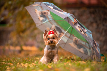 Funny Little York under umbrella in beautiful autumn park - 460455796