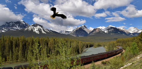A bald eagle  over a train on the Alberta Railroad, Canada