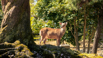 Wild Sika deer in Nara Park. Cervus nippon with sakura tree in bloom. Japan