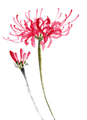 水墨画技法で描かれたヒガンバナの花とつぼみ