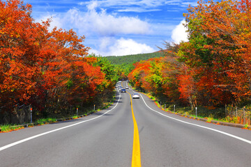 제주도에 있는 1100도로의 가을 풍경이다.