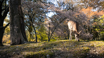 Sika deer live freely in a Japanese Nara Park. Cervus nippon during spring