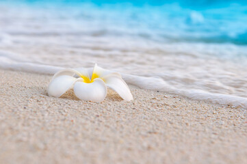 Exotic Tropical Plumeria Flower on the white Sandy Beach on the Sea Wave Beach Resort, Travel...