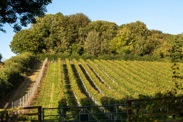 Hampshire, England, UK. 2021.  Vines growing on a south facing hillside in Hampshire, southern England, UK - obrazy, fototapety, plakaty